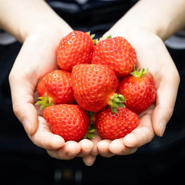 完熟あまおう 1箱