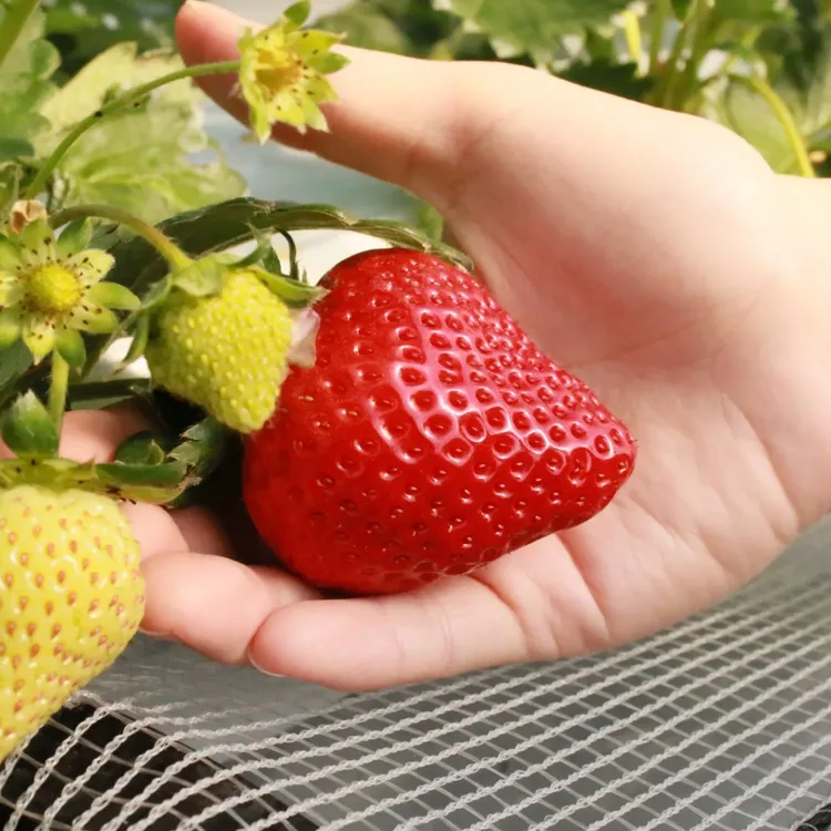 完熟あまおう 1箱