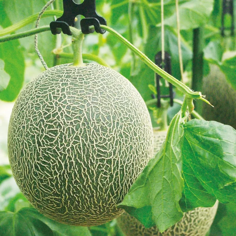 肥後グリーン(2玉) 約3.6kg
