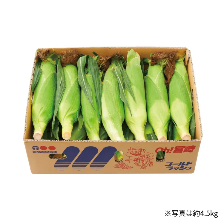 ゴールドラッシュ 約4.5kg