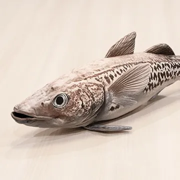 スケトウダラぬいぐるみ