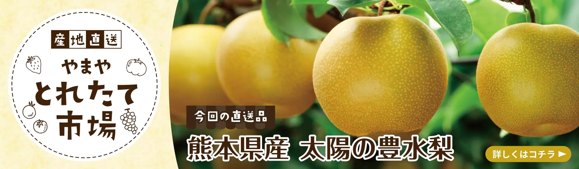 やまやからおいしい旬をお届け！産地直送やまやとれたて市場【今回の直送品】熊本県産 太陽の豊水梨