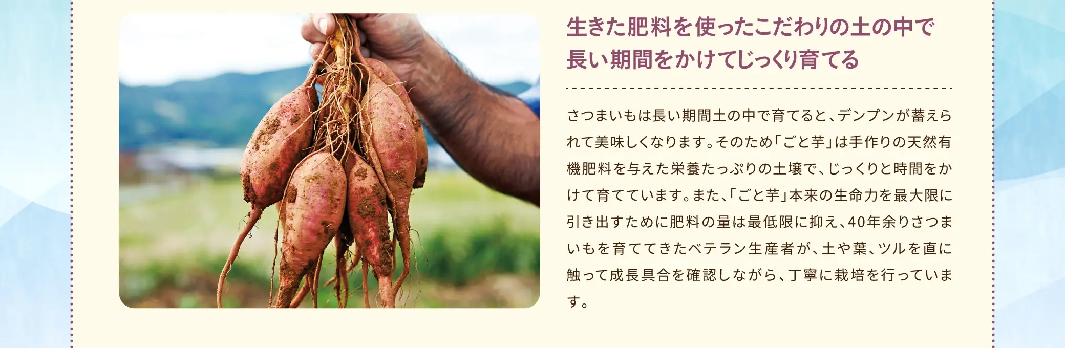 さつまいもは長い期間土の中で育てると、デンプンが蓄えられて美味しくなります。そのため「ごと芋」は手作りの天然有機肥料を与えた栄養たっぷりの土壌で、じっくりと時間をかけて育てています。また、「ごと芋」本来の生命力を最大限に引き出すために肥料の量は最低限に抑え、40年余りさつまいもを育ててきたベテラン生産者が、土や葉、ツルを直に触って成長具合を確認しながら、丁寧に栽培を行っています。