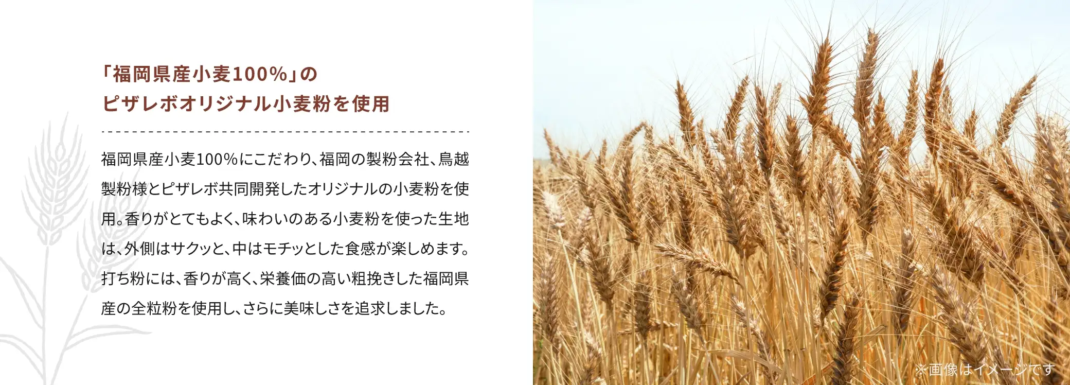 「福岡県産小麦100%」のピザレボオリジナル小麦粉を使用：福岡県産小麦100%にこだわり、福岡の製粉会社、鳥越製粉様とピザレボ共同開発したオリジナルの小麦粉を使用。香りがとてもよく、味わいのある小麦粉を使った生地は、外側はサクッと、中はモチッとした食感が楽しめます。打ち粉には、香りが高く、栄養価の高い粗挽きした福岡県産の全粒粉を使用し、さらに美味しさを追求しました。