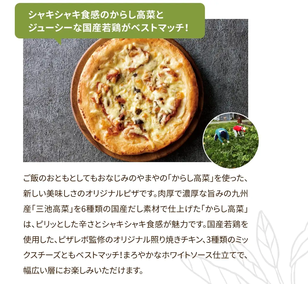 ご飯のおともとしてもおなじみのやまやの「からし高菜」を使った、新しい美味しさのオリジナルピザです。肉厚で濃厚な旨みの九州産「三池高菜」を6種類の国産だし素材で仕上げた「からし高菜」は、ピリッとした辛さとシャキシャキ食感が魅力です。国産若鶏を使用した、ピザレボ監修のオリジナル照り焼きチキン、3種類のミックスチーズともベストマッチ！まろやかなホワイトソース仕立てで、幅広い層にお楽しみいただけます。