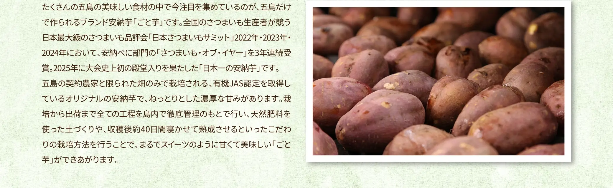 たくさんの五島の美味しい食材の中で今注目を集めているのが、五島だけで作られるブランド安納芋「ごと芋」です。全国のさつまいも生産者が競う日本最大級のさつまいも品評会「日本さつまいもサミット2022・23・2021-22」において、安納芋に部門で「さつまいも・オブ・ザ・イヤー」を2年連続受賞するという、部門初の快挙を成し遂げた「日本一の安納芋」です。五島の契約農家と限られた畑のみで栽培される、有機JAS認定を取得しているオリジナルの安納芋で、ねっとりとした濃厚な甘みがあります。栽培から出荷まですべての工程を島内で徹底管理のもとで行い、天然肥料を使った土作りや、収穫後約40日間風通しで熟成させるこだわったこだわりの栽培方法を行うことで、まるでスイーツのように甘くて美味しい「ごと芋」ができます。