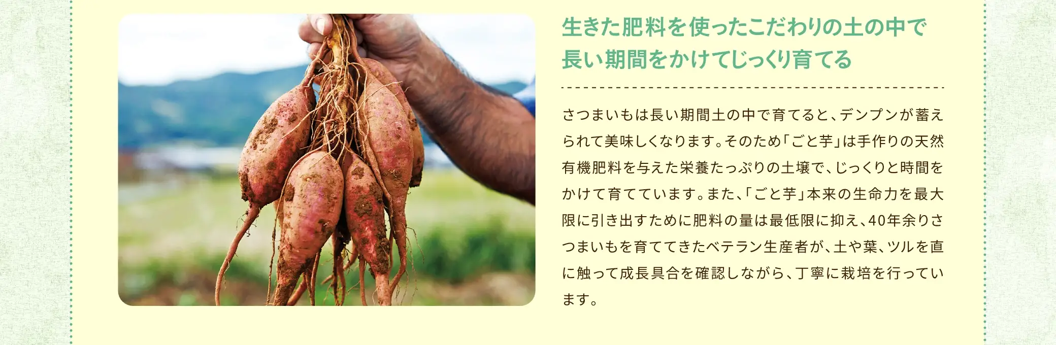 さつまいもは長い期間土の中で育てると、デンプンが蓄えられて美味しくなります。そのため「ごと芋」は手作りの天然有機肥料を与えた栄養たっぷりの土壌で、じっくりと時間をかけて育てています。また、「ごと芋」本来の生命力を最大限に引き出すために肥料の量は最低限に抑え、40年余りさつまいもを育ててきたベテラン生産者が、土や葉、ツルを直に触って成長具合を確認しながら、丁寧に栽培を行っています。