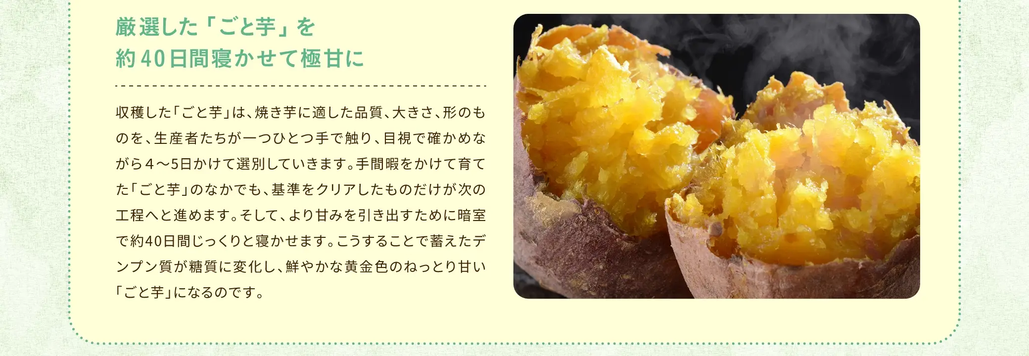 収穫した「ごと芋」は、焼き芋に適した品質、大きさ、形のものを、生産者たちが一つひとつ手で触り、目視で確かめながら4〜5日かけて選別していきます。手間暇をかけて育てた「ごと芋」のなかでも、基準をクリアしたものだけが次の工程へと進めます。そして、より甘みを引き出すために暗室で約40日間じっくりと寝かせます。こうすることで蓄えたデンプン質が糖質に変化し、鮮やかな黄金色のねっとりと甘い「ごと芋」になるのです。