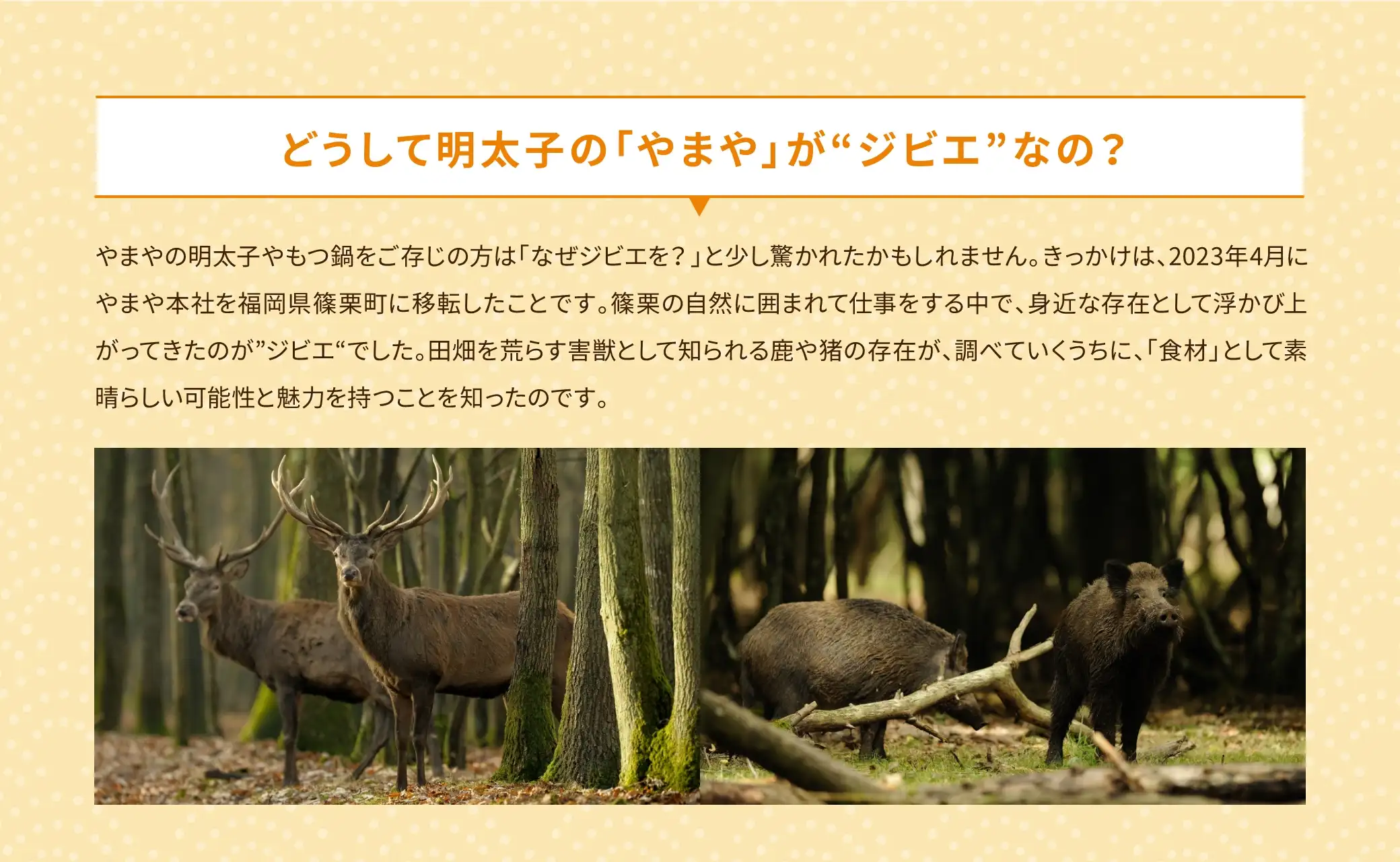 どうして明太子の「やまや」がジビエなの？／やまやの明太子やもつ鍋をご存じの方は「なぜジビエを?」と少し驚かれたかもしれません。きっかけは、2023年4月にやまや本社を福岡県篠栗町に移転したことです。篠栗の自然に囲まれて仕事をする中で、身近な存在として浮かび上がってきたのが「ジビエ」でした。田畑を荒らす害獣として知られる鹿や猪の存在が、調べていくうちに、「食材」として素晴らしい可能性と魅力を持つことを知ったのです。