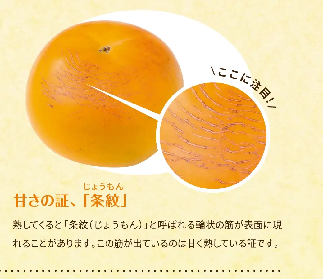 甘さの証「条紋」