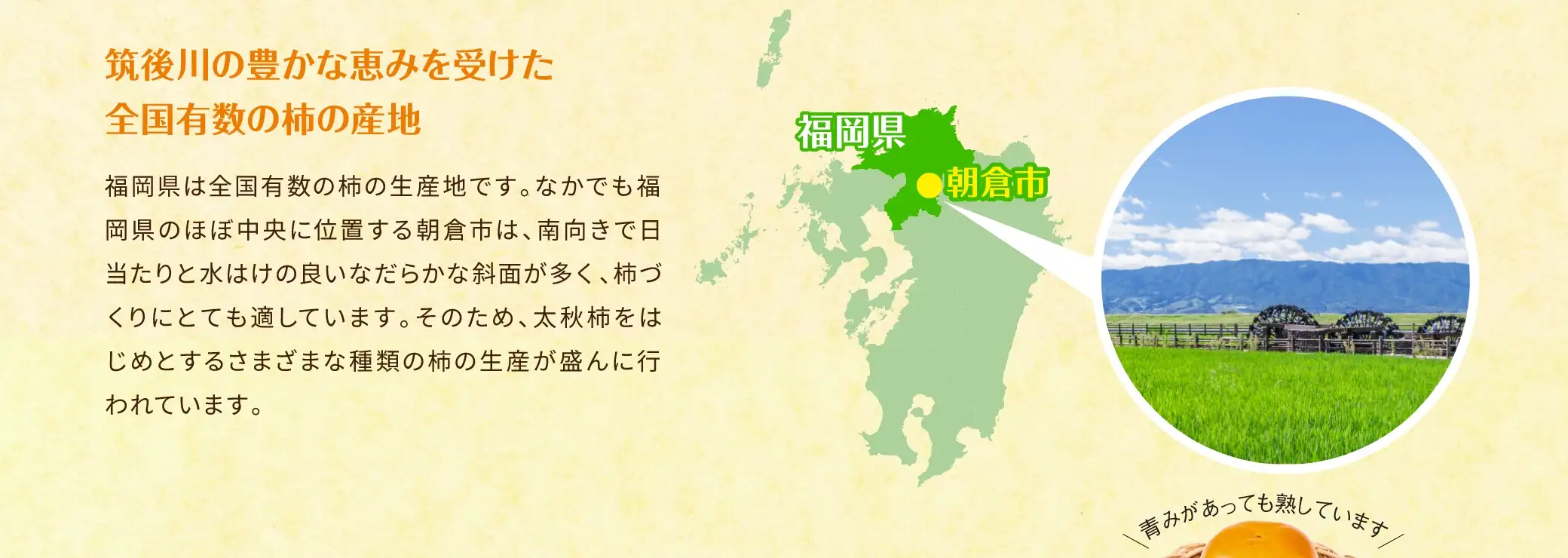 筑後川の豊かな恵みを受けた全国有数の柿の産地