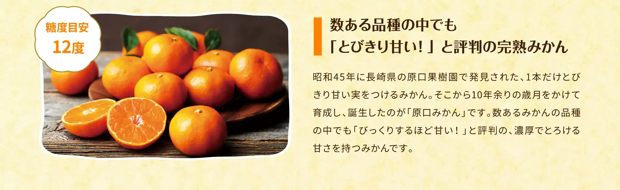 数ある品種の中でも「とびきり甘い！」と評判の完熟みかん【糖度目安12度】