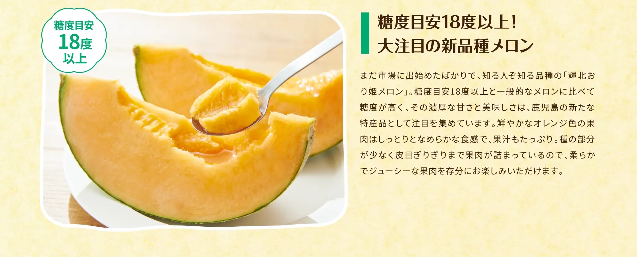 糖度目安18度以上！大注目の新品種メロン／まだ市場に出始めたばかりで、知る人ぞ知る品種の「輝北おり姫メロン」。糖度目安18度以上と一般的なメロンに比べて糖度が高く、その濃厚な甘さと美味しさは、鹿児島の新たな特産品として注目を集めています。鮮やかなオレンジ色の果肉はしっとりとなめらかな食感で、果汁もたっぷり。種の部分が少なく皮目ぎりぎりまで果肉が詰まっているので、柔らかでジューシーな果肉を存分にお楽しみいただけます。