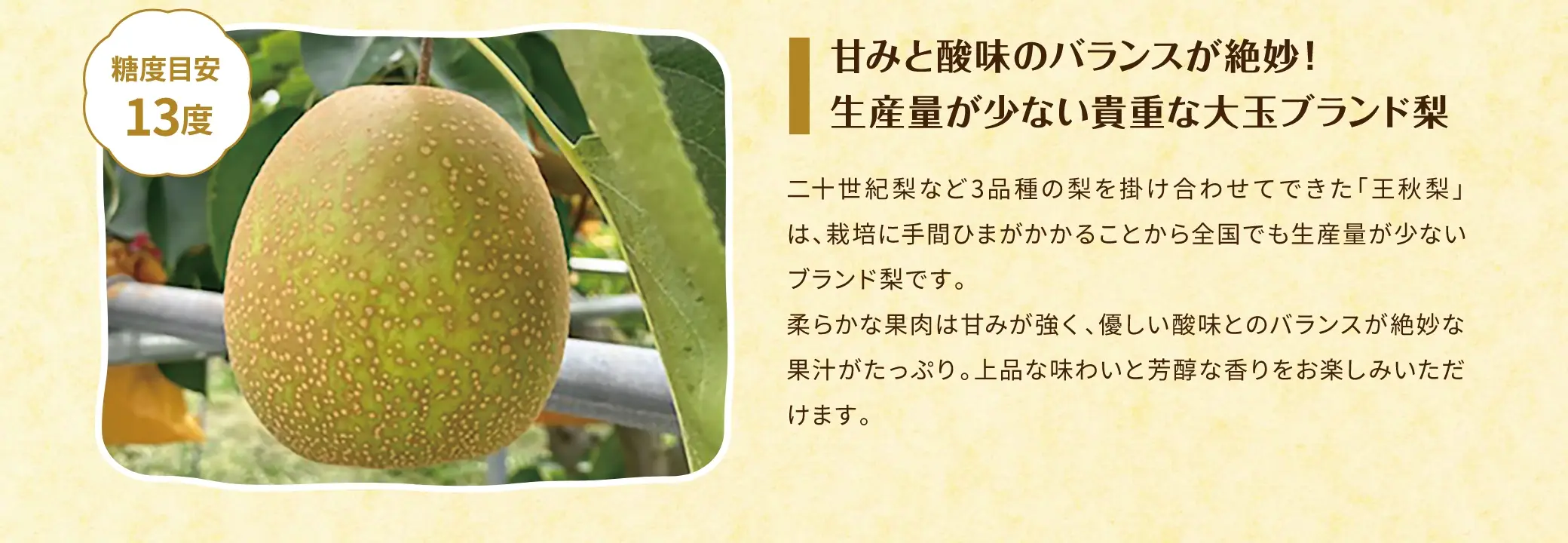 甘みと酸味のバランスが絶妙！生産量が少ない貴重な大玉ブランド梨／二十世紀梨など3品種の梨を掛け合わせてできた「王秋梨」は、栽培に手間ひまがかかることから全国でも生産量が少ないブランド梨です。柔らかな果肉は甘みが強く、優しい酸味とのバランスが絶妙な果汁がたっぷり。上品な味わいと芳醇な香りをお楽しみいただけます。
