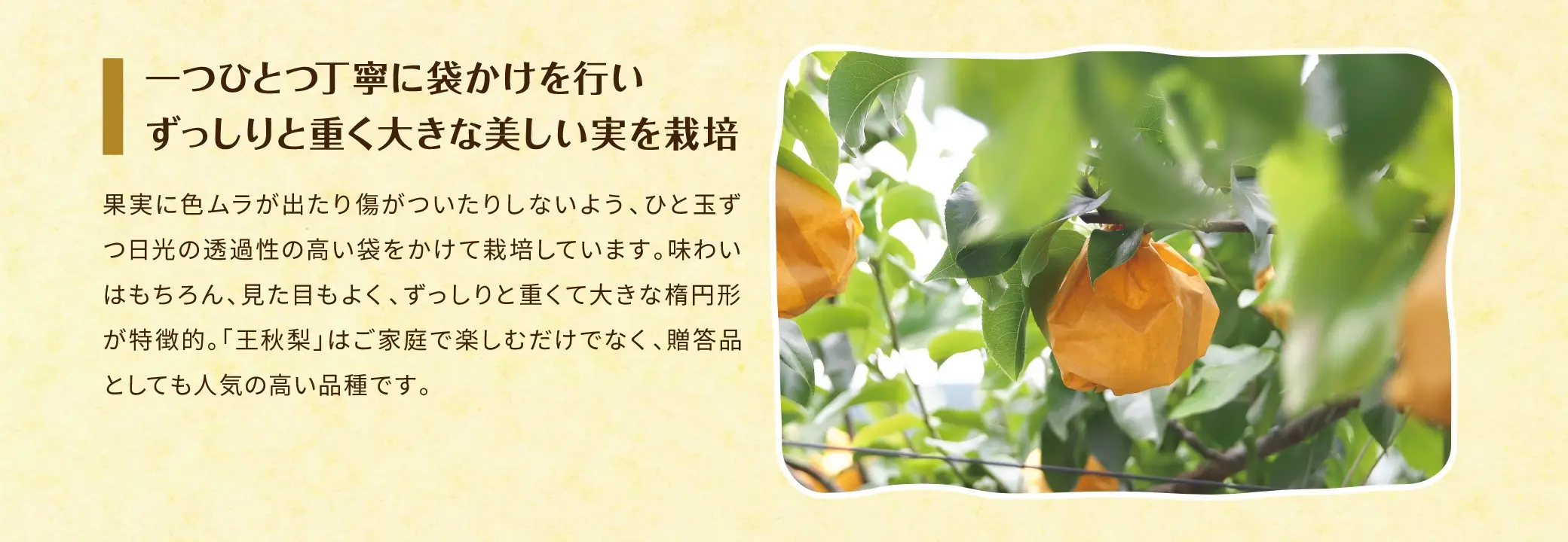 一つひとつ丁寧に袋かけを行い、ずっしりと重く大きな美しい実を栽培／果実に色ムラが出たり傷がついたりしないよう、ひと玉ずつ日光の透過性の高い袋をかけて栽培しています。味わいはもちろん、見た目もよく、ずっしりと重くて大きな楕円形が特徴的。「王秋梨」はご家庭で楽しむだけでなく、贈答品としても人気の高い品種です。