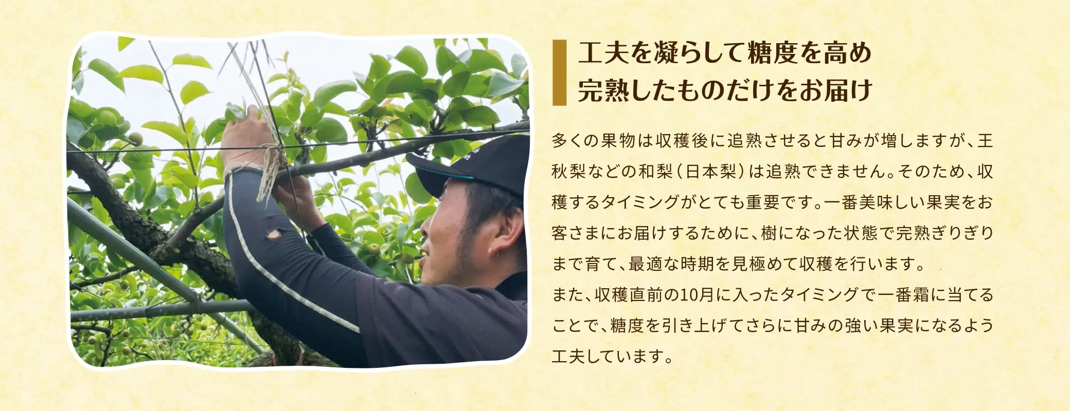 工夫を凝らして糖度を高め、完熟したものだけをお届け／多くの果物は収穫後に追熟させると甘みが増しますが、王秋梨などの和梨（日本梨）は追熟できません。そのため、収穫するタイミングがとても重要です。一番美味しい果実をお客さまにお届けするために、樹になった状態で完熟ぎりぎりまで育て、最適な時期を見極めて収穫を行います。また、収穫直前の10月に入ったタイミングで一番糖に当てることで、糖度を引き上げてさらに甘みの強い果実になるよう工夫しています。