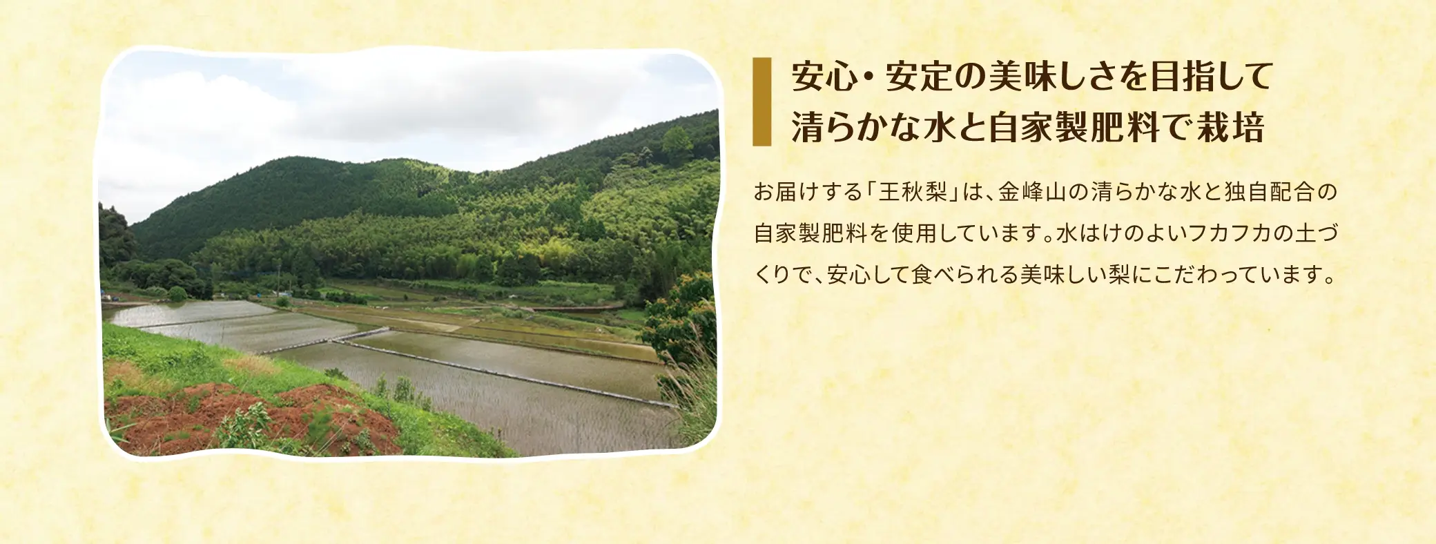 安心・安定の美味しさを目指して、清らかな水と自家製肥料で栽培／お届けする「王秋梨」は、金峰山の清らかな水と独自配合の自家製肥料を使用しています。水はけのよいフカフカの土づくりで、安心して食べられる美味しい梨にこだわっています。