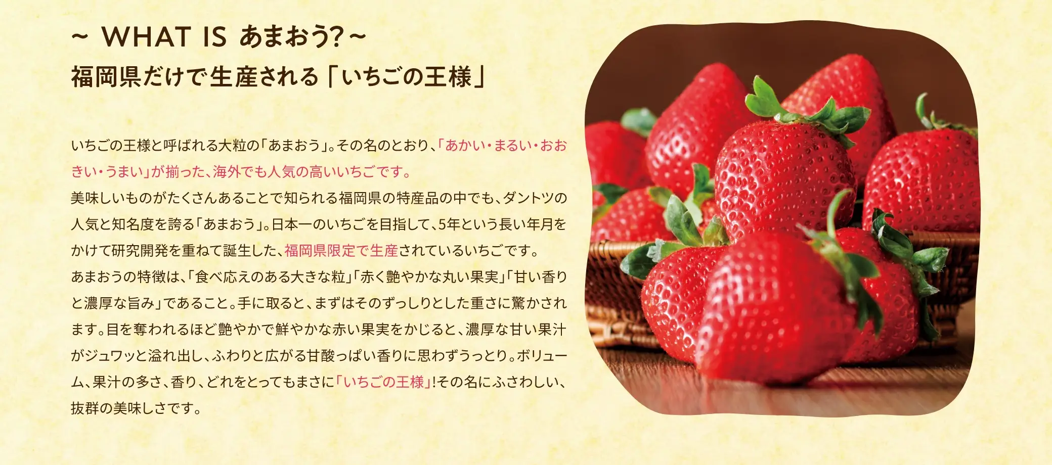 いちごの王様と呼ばれる大粒の「あまおう」。その名のとおり、「あかい・まるい・おおきい・うまい」が揃った、海外でも人気の高いいちごです。美味しいものがたくさんあることで知られる福岡県の特産品の中でも、ダントツの人気と知名度を誇る「あまおう」。日本一のいちごを目指して、5年という長い年月をかけて研究開発を重ねて誕生した、福岡県限定で生産されているいちごです。あまおうの特徴は、「食べ応えのある大きさな粒」「赤く艶やかな美しい果実」「甘い香りと濃厚な甘み」であること。手に取ると、まずはそのずっしりとした重さに驚かされます。目を奪われるほどに艶やかで鮮やかな赤い果実をかじると、濃厚な甘い果汁がジュワッと溢れ出し、ふわりと広がる甘酸っぱい香りに思わずうっとり。ボリューム、果汁の多さ、香り、どれをとってもまさに「いちごの王様！」その名にふさわしい、抜群の美味しさです。