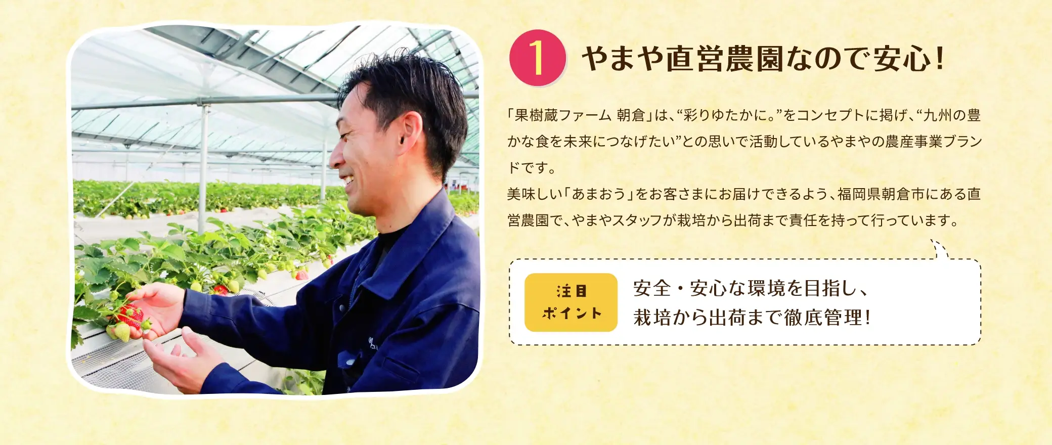 (1)やまや直営農園なので安心！：「果樹蔵ファーム 朝倉」は、【彩りゆたかに。】をコンセプトに掲げ、【九州の豊かな食を未来につなげたい】との思いで活動しているやまやの農産事業ブランドです。美味しい「あまおう」をお客さまにお届けできるよう、福岡県朝倉市にある直営農園で、やまやスタッフが栽培から出荷まで責任を持って行っています。