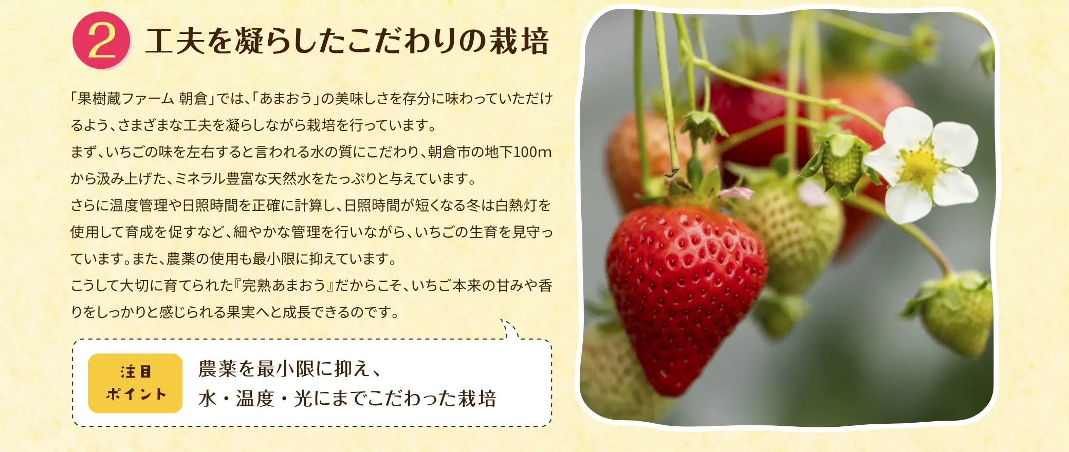 (2)工夫を凝らしたこだわりの栽培：「果樹蔵ファーム 朝倉」では、「あまおう」の美味しさを存分に味わっていただけるよう、さまざまな工夫を凝らしながら栽培を行っています。まず、いちごの味を左右すると言われる水の質にこだわり、朝倉市の地下100mから汲み上げた、ミネラル豊富な天然水をたっぷりと与えています。さらに温度管理や日照時間を正確に計算し、日照時間が短くなる冬は白熱灯を使用して育成を促すなど、細やかな管理を行いながら、いちごの生育を見守っています。また、農薬の使用も最小限に抑えています。こうして大切に育てられた「完熟あまおう」だからこそ、いちご本来の甘みや香りをしっかりと感じられる果実へと成長できるのです。