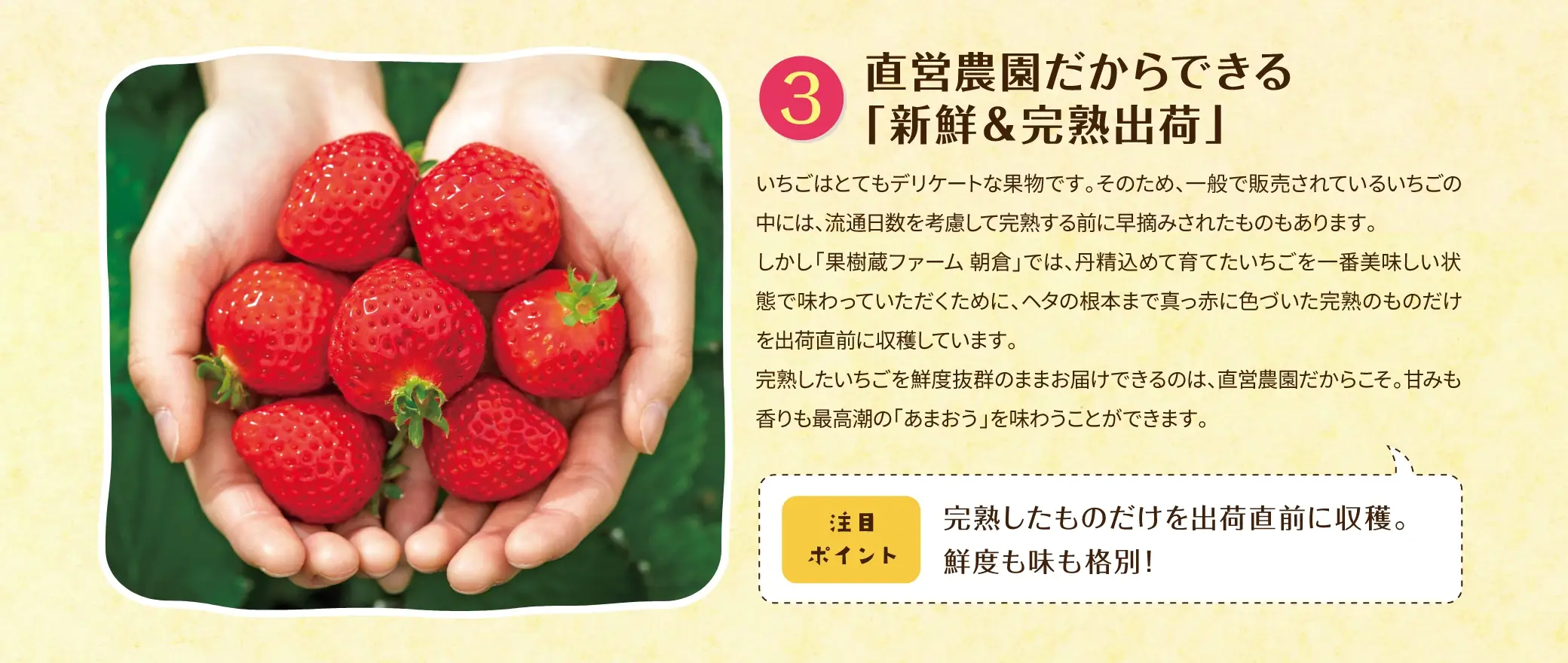 (3)直営農園だからできる「新鮮＆完熟出荷」：いちごはとてもデリケートな果物です。そのため、一般で販売されているいちごの中には、流通日数を考慮して完熟する前に早摘みされたものもあります。しかし「果樹蔵ファーム 朝倉」では、丹精込めて育てたいちごを一番美味しい状態で味わっていただくために、ヘタの根本まで真っ赤に色づいた完熟のものだけを出荷直前に収穫しています。完熟したいちごを鮮度抜群のままお届けできるのは、直営農園だからこそ。甘みも香りも最高潮の「あまおう」を味わうことができます。