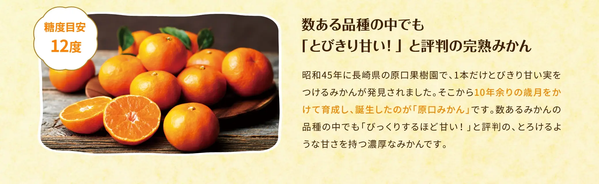 原口みかんとは？：数ある品種の中でも「とびきり甘い(糖度目安12度)！」と評判の完熟みかん。昭和45年に長崎県の原口果樹園で、1本だけとびきり甘い実をつけるみかんが発見されました。そこから10年余りの歳月をかけて育成し、誕生したのが「原口みかん」です。数あるみかんの品種の中でも「びっくりするほど甘い！」と評判の、とろけるような甘さを持つ濃厚なみかんです。