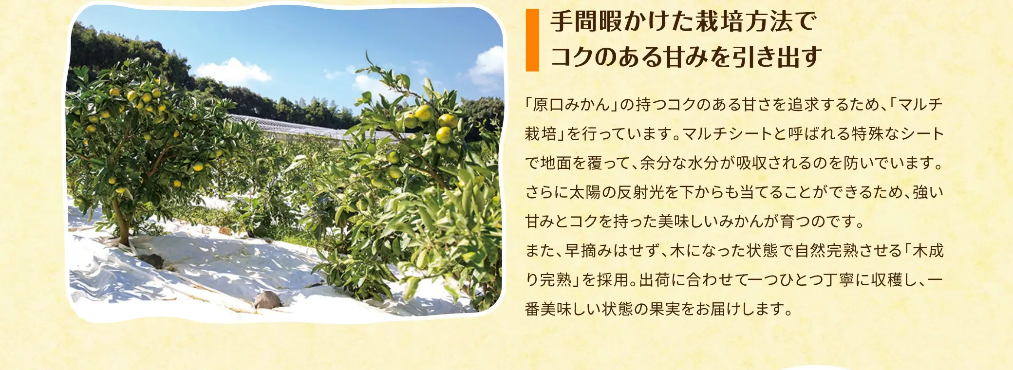手間暇かけた栽培方法でコクのある甘みを引き出す：「原口みかん」の持つコクのある甘さを追求するため、「マルチ栽培」を行っています。マルチシートと呼ばれる特殊なシートで地面を覆って、余分な水分が吸収されるのを防いでいます。さらに太陽の反射光を下からも当てることができるため、強い甘みとコクを持った美味しいみかんが育つのです。また、早摘みはせず、木になった状態で自然完熟させる「木成り完熟」を採用。出荷に合わせて一つひとつ丁寧に収穫し、一番美味しい状態の果実をお届けします。