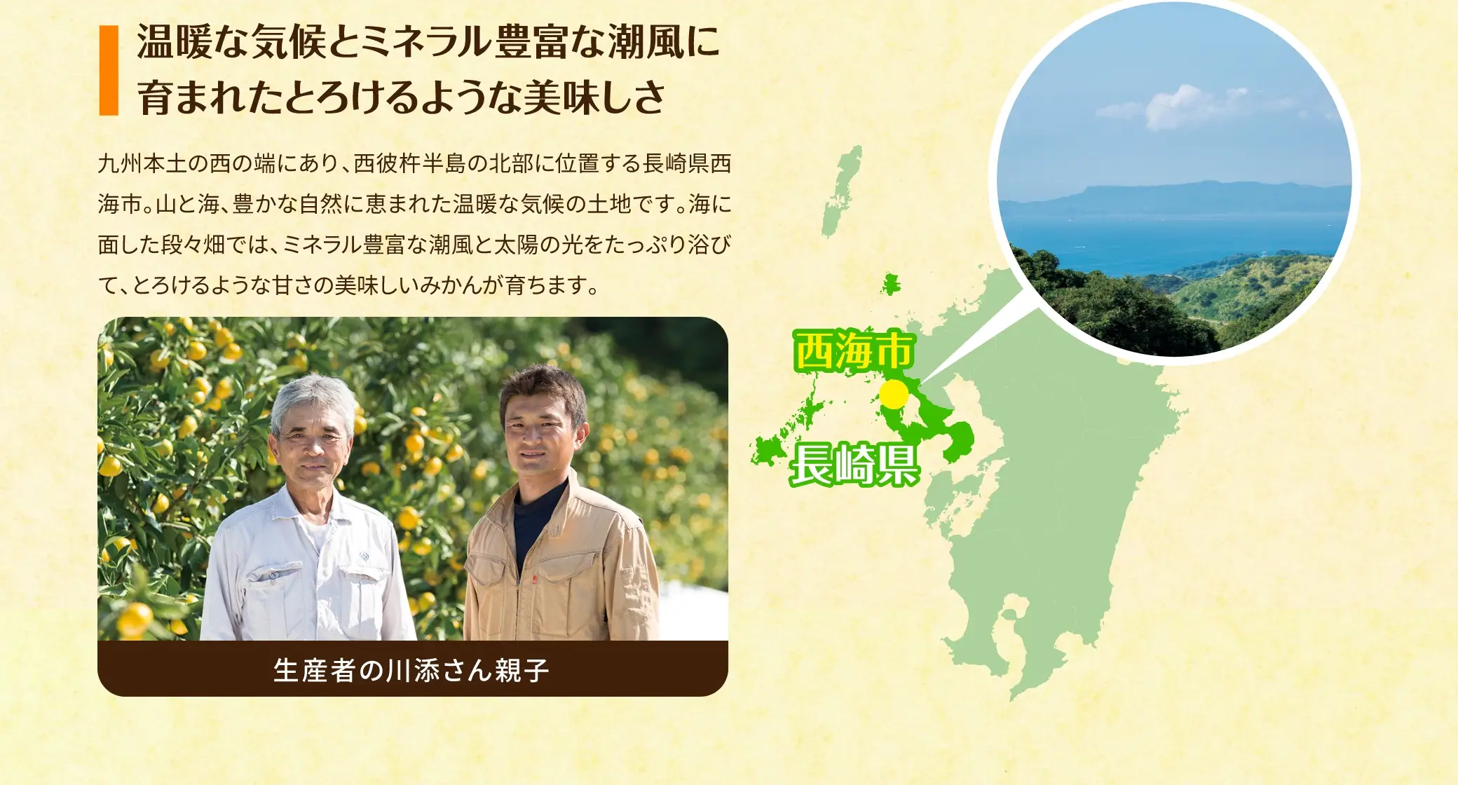 温暖な気候とミネラル豊富な潮風に育まれたとろけるような美味しさ：九州本土の西の端にあり、西彼杵半島の北部に位置する長崎県西海市。山と海、豊かな自然に恵まれた温暖な気候の土地です。海に面した段々畑では、ミネラル豊富な潮風と太陽の光をたっぷり浴びて、とろけるような甘さの美味しいみかんが育ちます。