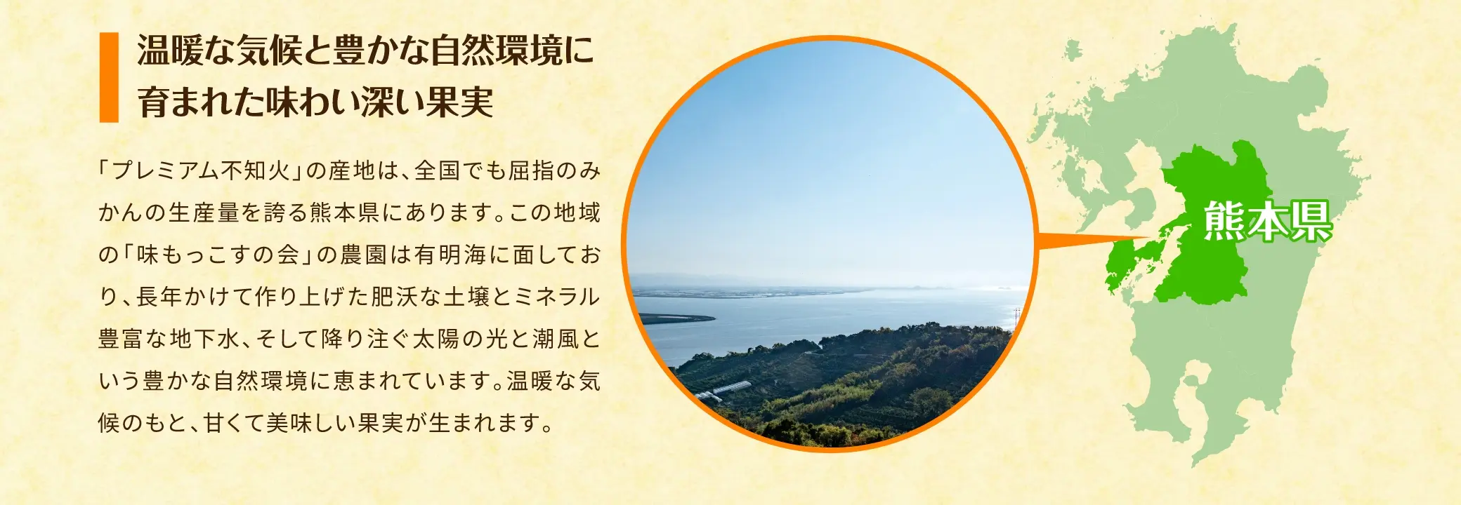 ＜温暖な気候と豊かな自然環境に育まれた味わい深い果実＞「プレミアム不知火」の産地は、全国でも屈指のみかんの生産量を誇る熊本県にあります。この地域の「味もっこすの会」の農園は有明海に面しており、長年かけて作り上げた肥沃な土壌とミネラル豊富な地下水、そして降り注ぐ太陽の光と潮風という豊かな自然環境に恵まれています。温暖な気候のもと、甘くて美味しい果実が生まれます。