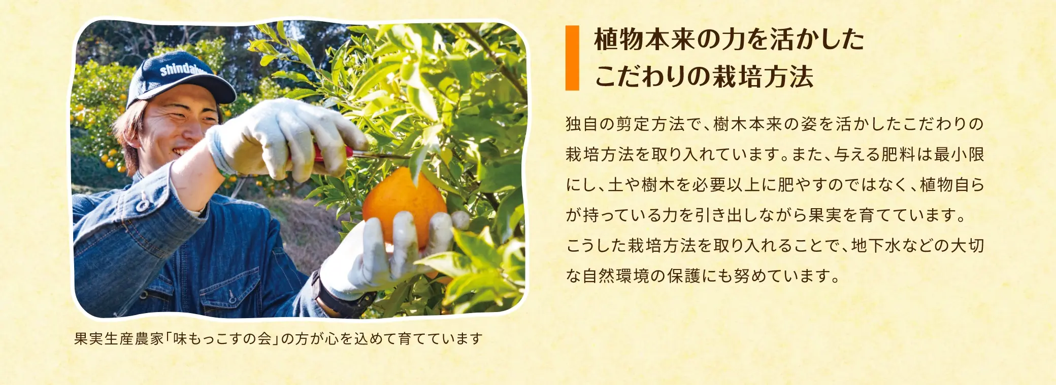 ＜植物本来の力を活かしたこだわりの栽培方法＞独自の剪定方法で、樹木本来の姿を活かしたこだわりの栽培方法を取り入れています。また、与える肥料は最小限にし、土や樹木を必要以上に肥やすのではなく、植物自らが持っている力を引き出しながら果実を育てています。こうした栽培方法を取り入れることで、地下水などの大切な自然環境の保護にも努めています。