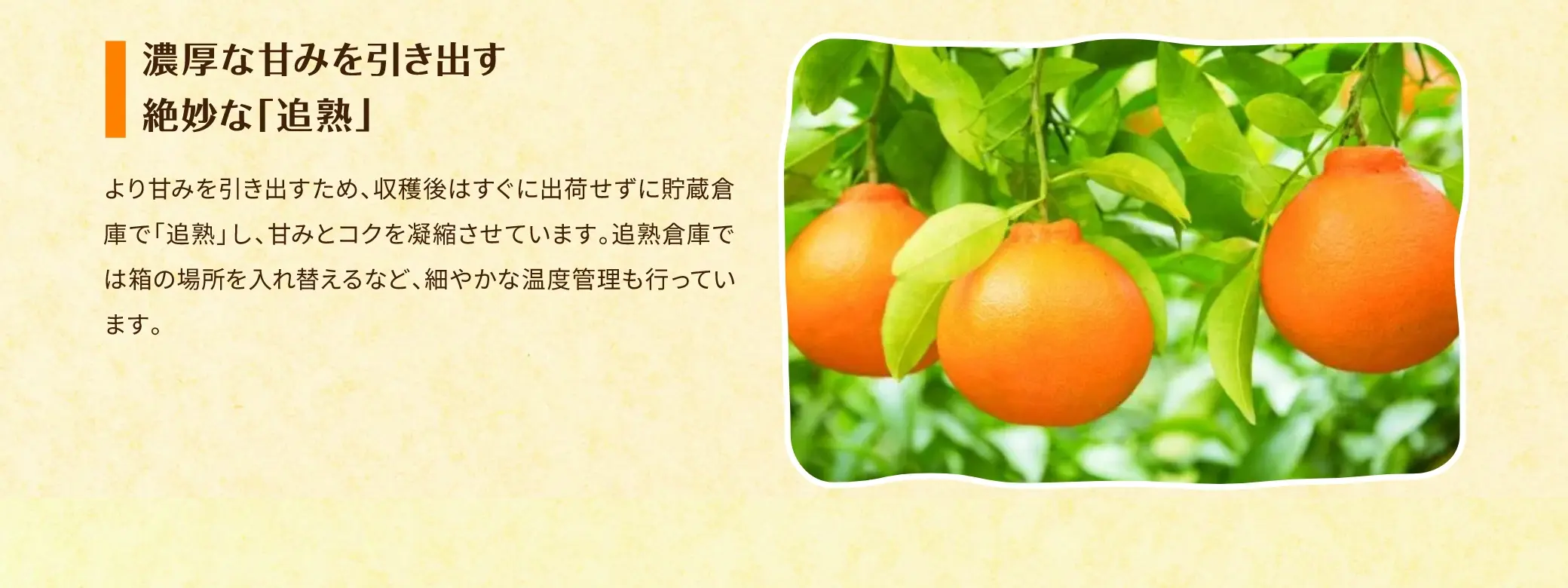 ＜濃厚な甘みを引き出す絶妙な「追熟」＞より甘みを引き出すため、収穫後はすぐに出荷せずに貯蔵倉庫で「追熟」し、甘みとコクを凝縮させています。追熟倉庫では箱の場所を入れ替えるなど、細やかな温度管理も行っています。