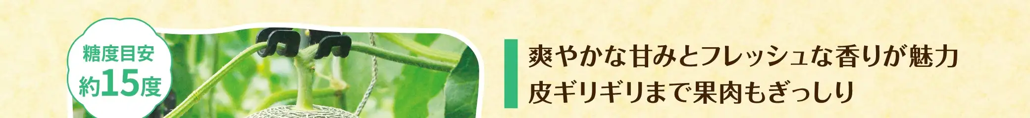 爽やかな甘みとフレッシュな香りが魅力皮ギリギリまで果肉もぎっしり