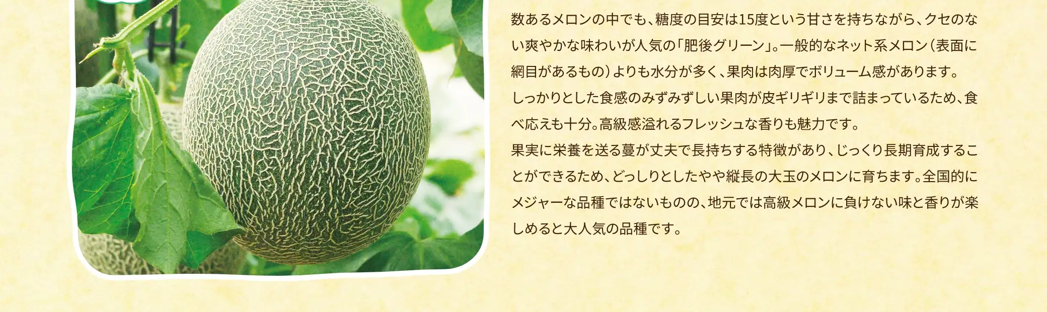 数あるメロンの中でも、糖度の目安は15度という甘さを持ちながら、クセのない爽やかな味わいが人気の「肥後グリーン」。一般的なネット系メロン（表面に網目があるもの）よりも水分が多く、果肉は肉厚でボリューム感があります。