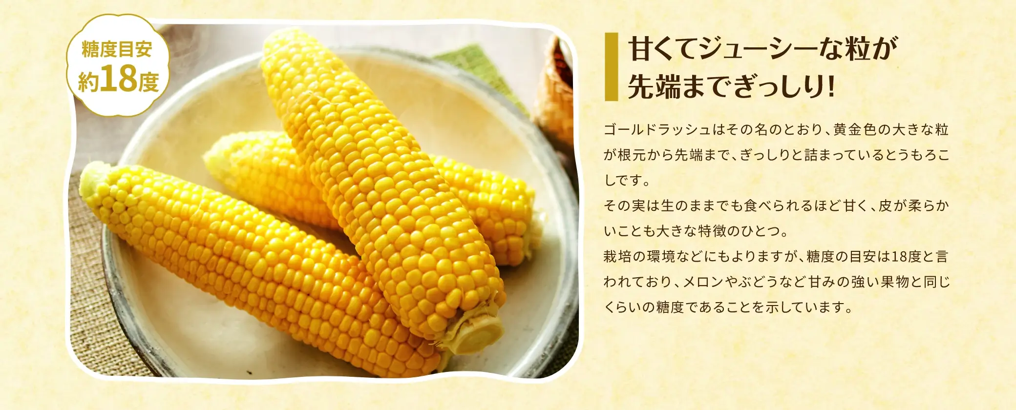 【糖度目安 約18度】甘くてジューシーな粒が先端までぎっしり！