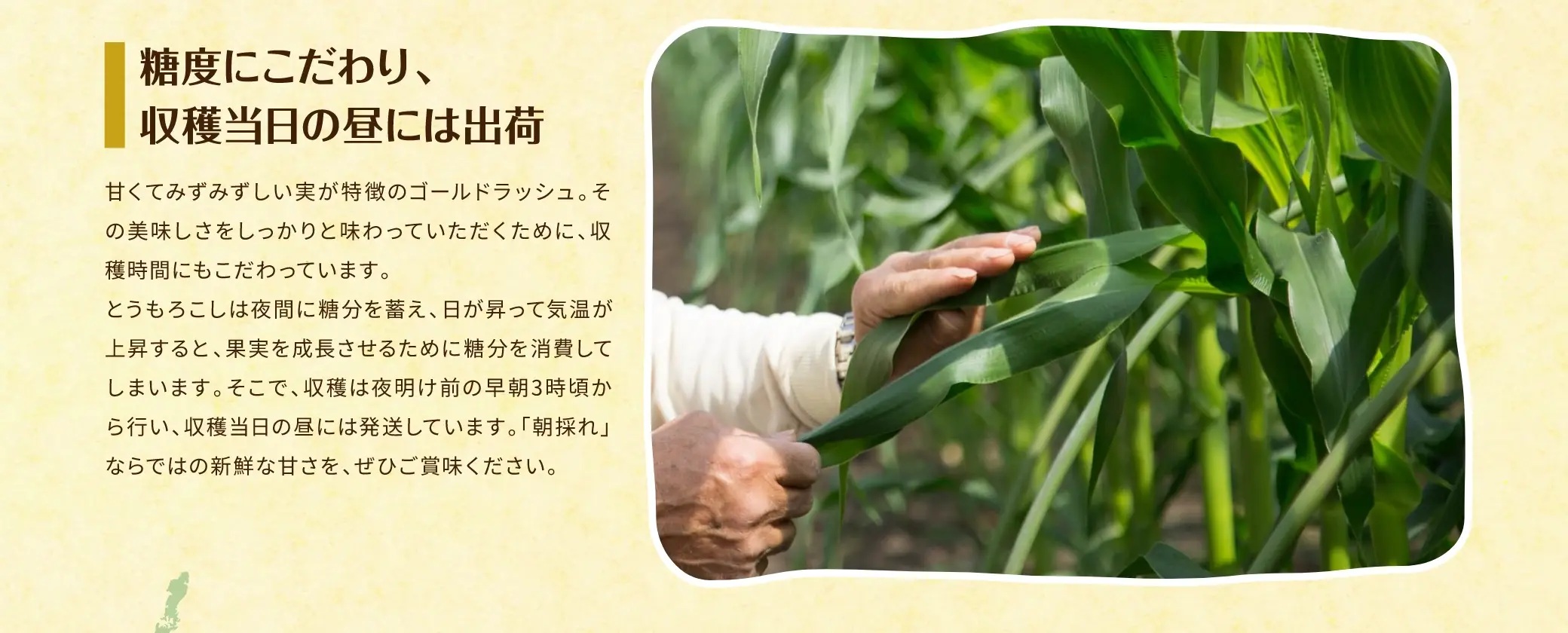 糖度にこだわり、収穫当日の昼には出荷
