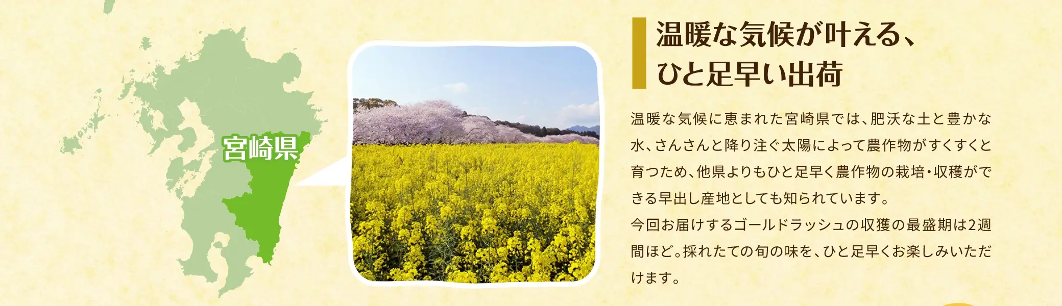 温暖な気候が叶える、ひと足早い出荷