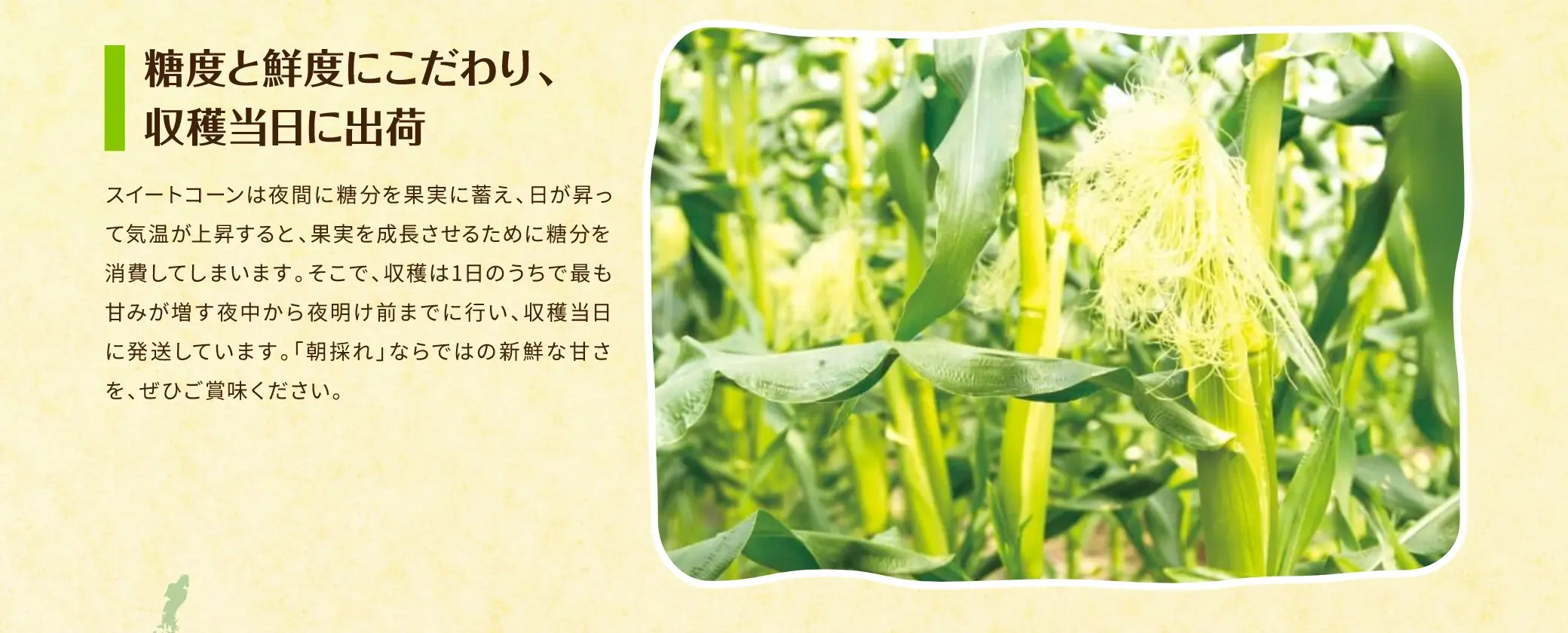 糖度と鮮度にこだわり、収穫当日に出荷