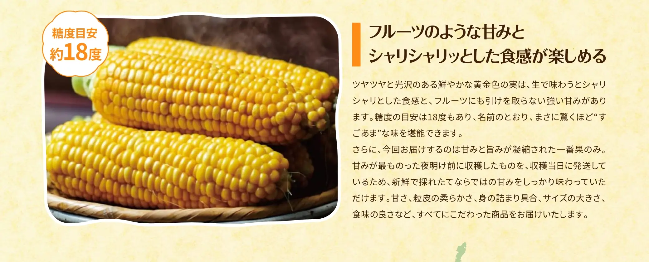 【糖度目安 約18度】フルーツのような甘みとシャリシャリとした食感が楽しめる
