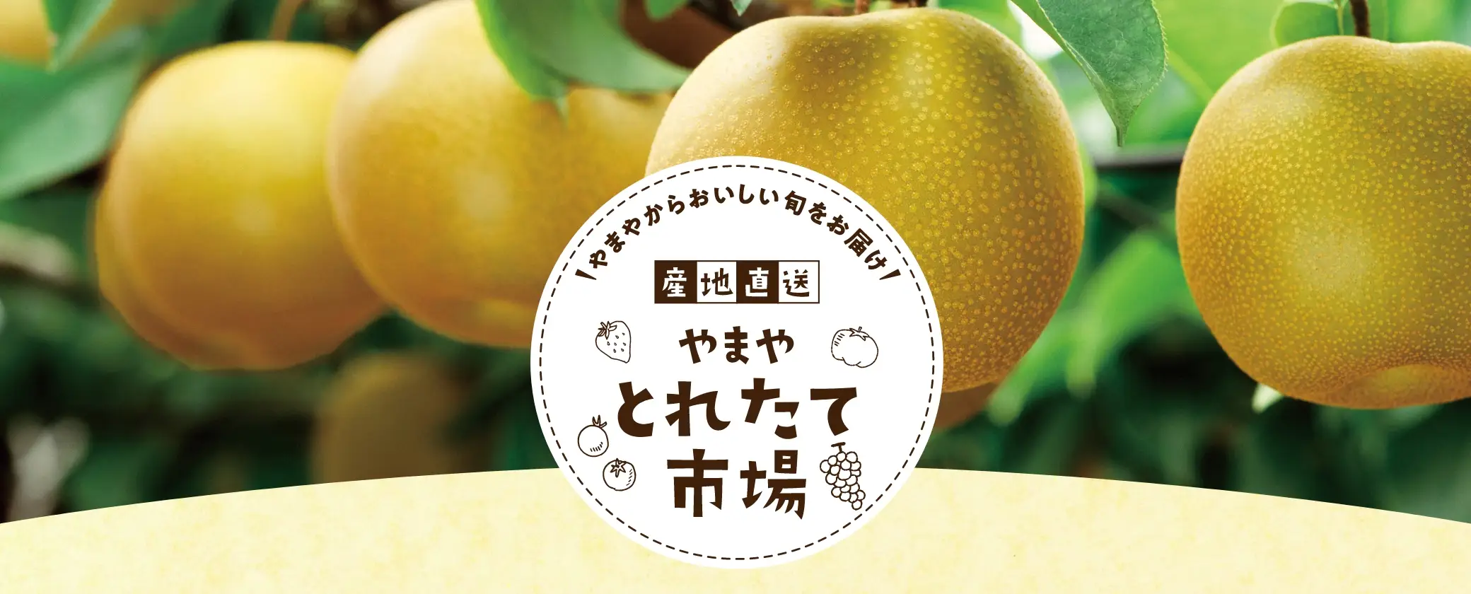 やまや とれたて市場【今回の直送品】熊本県産 太陽の豊水梨