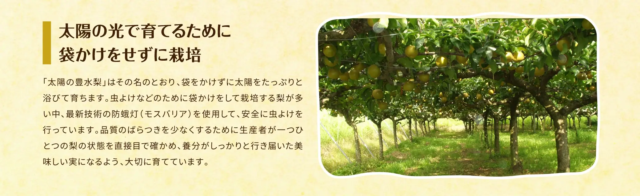 太陽の光で育てるために袋かけをせずに栽培／「太陽の豊水梨」はその名のとおり、袋をかけずに太陽をたっぷりと浴びて育ちます。虫よけなどのために袋かけをして栽培する梨が多い中、最新技術の防蛾灯（モスバリア）を使用して、安全に虫よけを行っています。品質のばらつきを少なくするために生産者が一つひとつの梨の状態を直接目で確かめ、養分がしっかりと行き届いた美味しい実になるよう、大切に育てています。