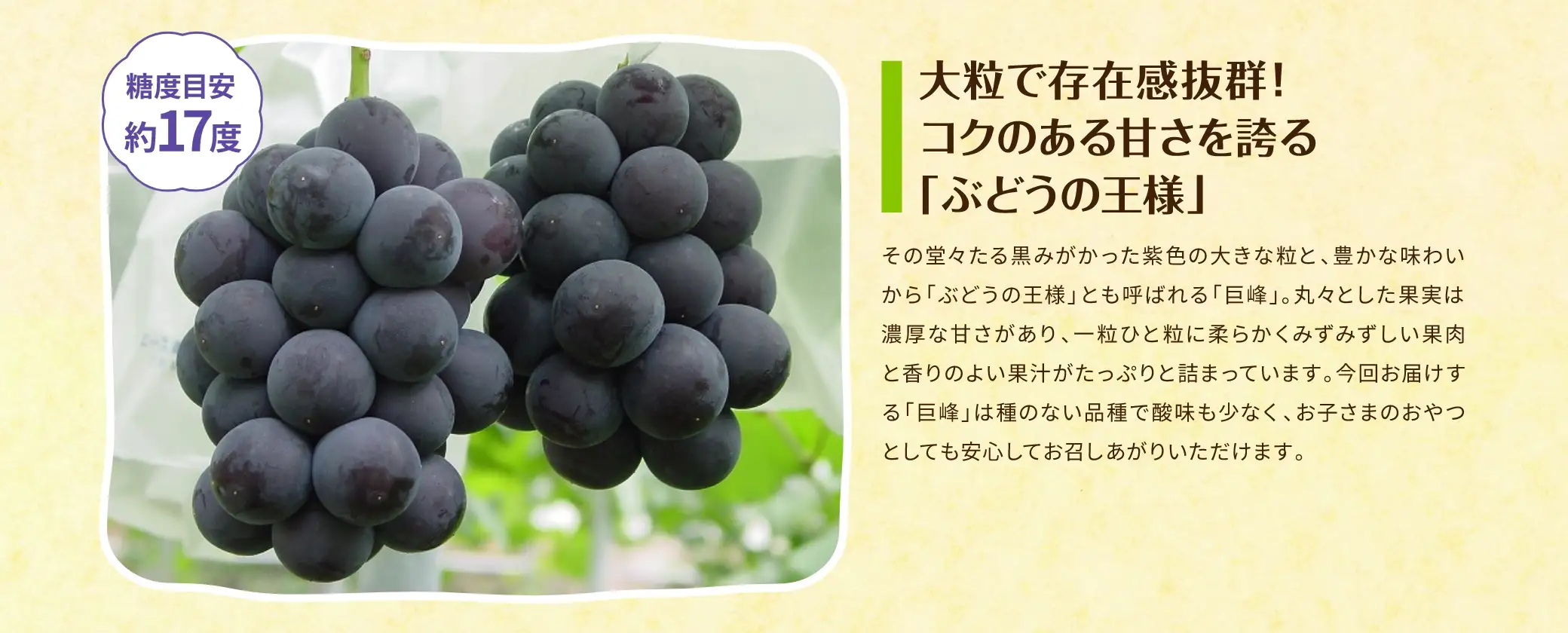 【糖度目安 約17度】大粒で存在感抜群！コクのある甘さを誇る「ぶどうの王様」