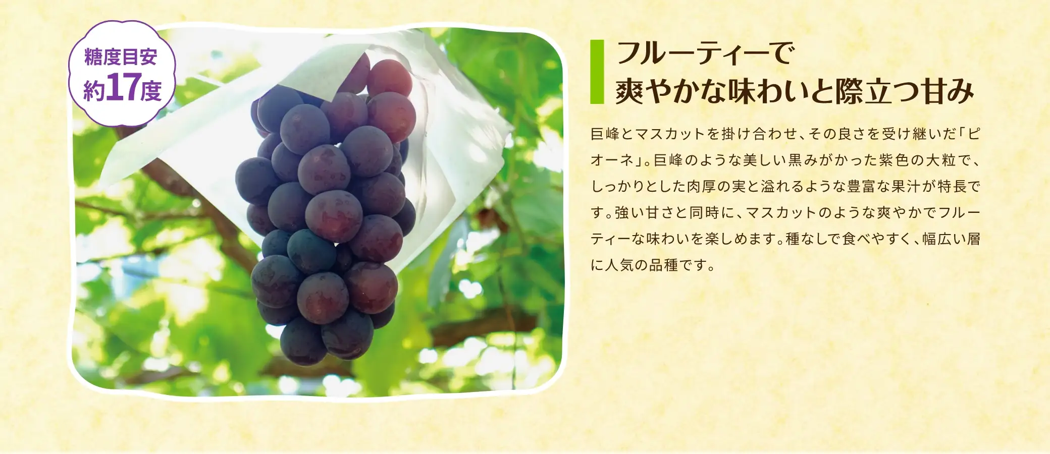 【糖度目安 約17度】フルーティで爽やかな味わいと際立つ甘み