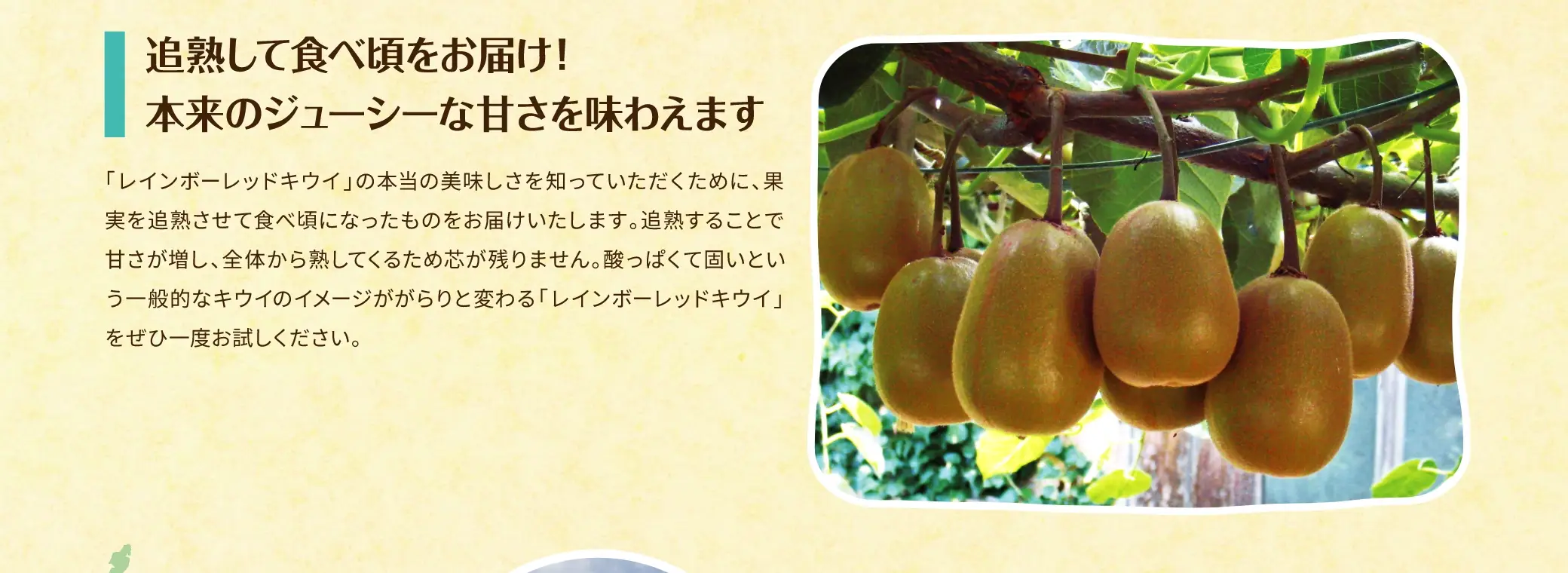 追熟して食べ頃をお届け！本来のジューシーな甘さを味わえます