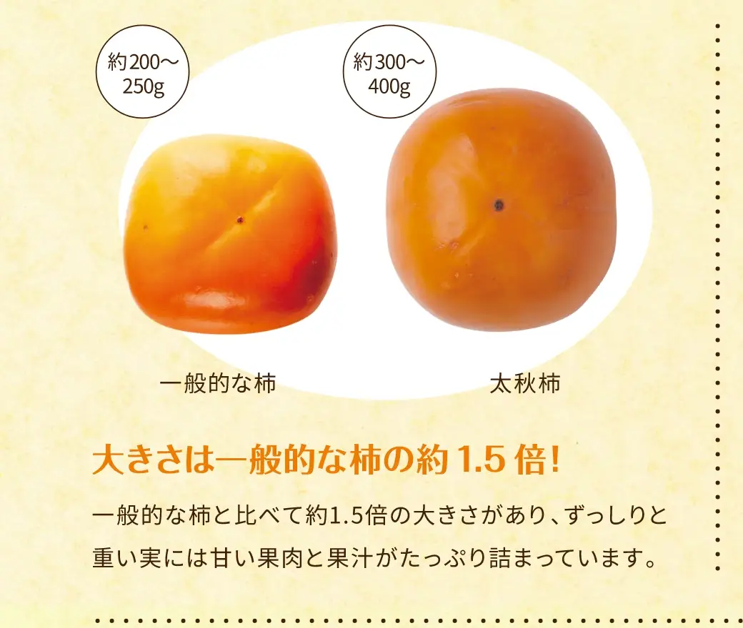 大きさは一般的な柿の約1.5倍！：一般的な柿と比べて約1.5倍の大きさがあり、ずっしりと重い実には甘い果肉と果汁がたっぷり詰まっています。