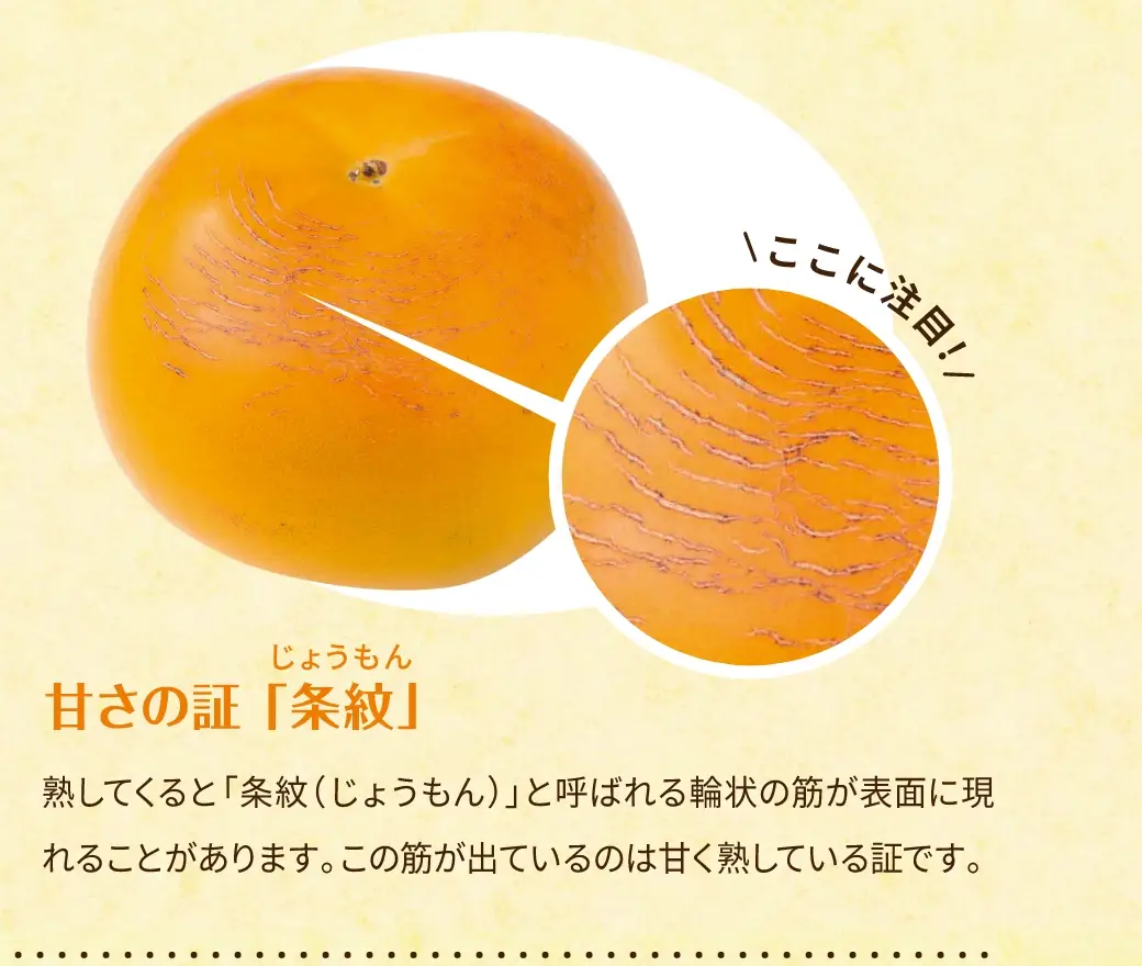 甘さの証「条紋(じょうもん)」：熟してくると「条紋」と呼ばれる輪状の筋が表面に現れることがあります。この筋が出ているのは甘く熟している証です。