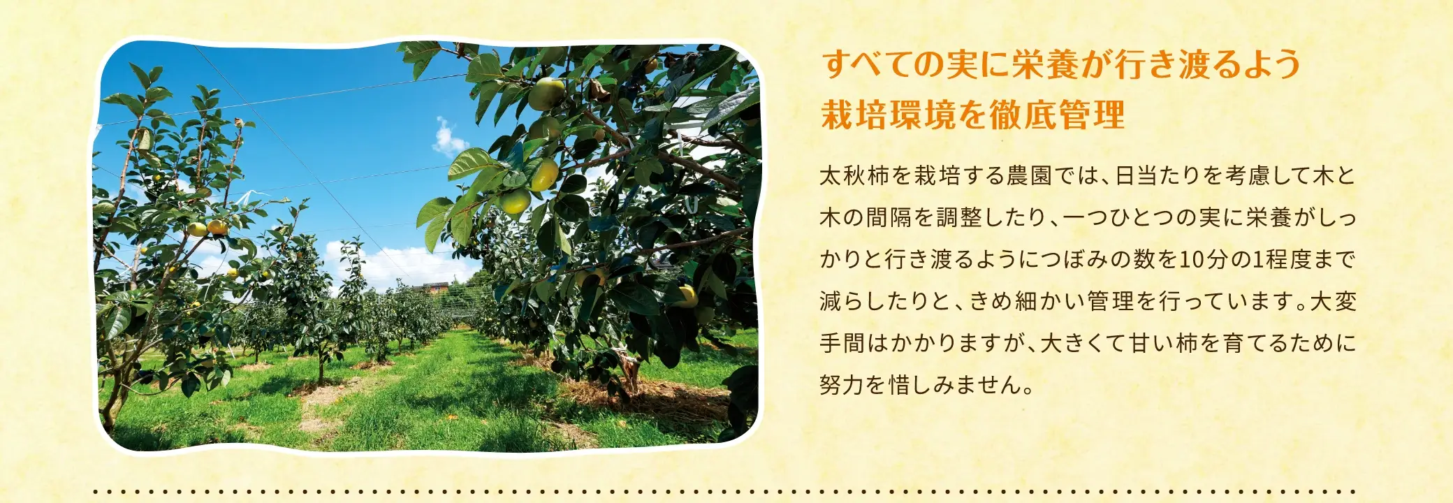すべての実に栄養が行き渡るよう栽培環境を徹底管理：太秋柿を栽培する農園では、日当たりを考慮して木と木の間隔を調整したり、一つひとつの実に栄養がしっかりと行き渡るようにつぼみの数を10分の1程度まで減らしたりと、きめ細かい管理を行っています。大変手間はかかりますが、大きくて甘い柿を育てるために努力を惜しみません。