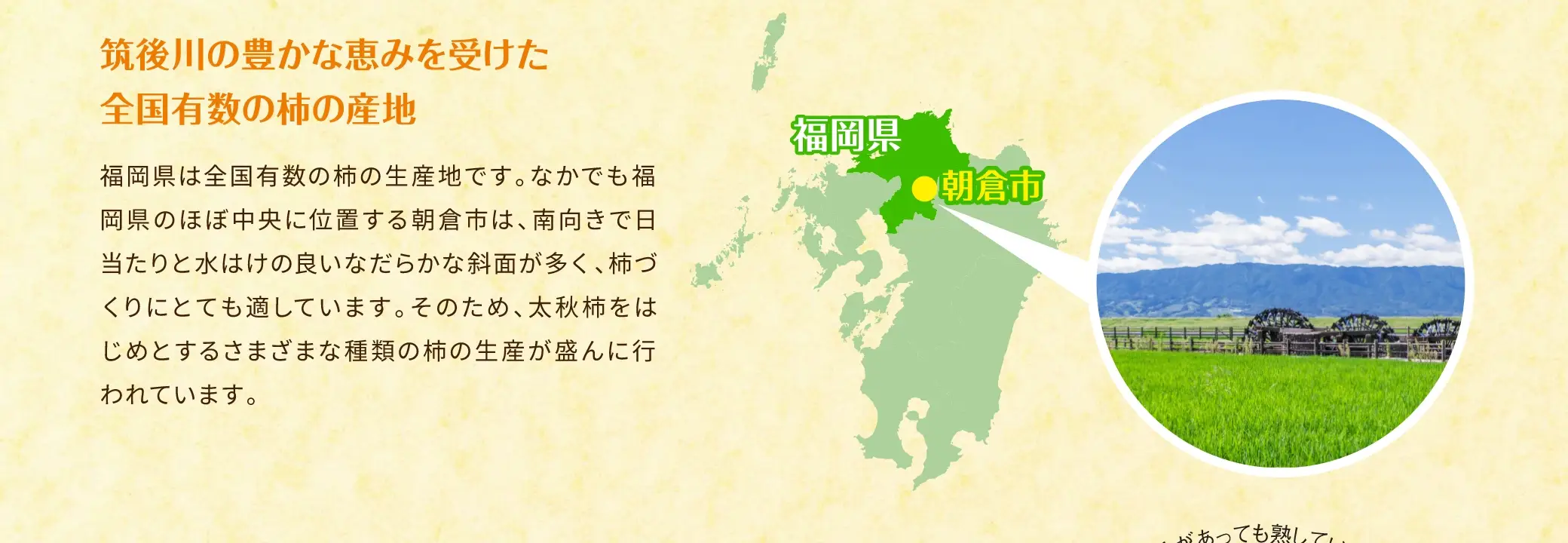 筑後川の豊かな恵みを受けた全国有数の柿の産地：福岡県は全国有数の柿の生産地です。なかでも福岡県のほぼ中央に位置する朝倉市は、南向きで日当たりと水はけの良いなだらかな斜面が多く、柿づくりにとても適しています。そのため、太秋柿をはじめとするさまざまな種類の柿の生産が盛んに行われています。
