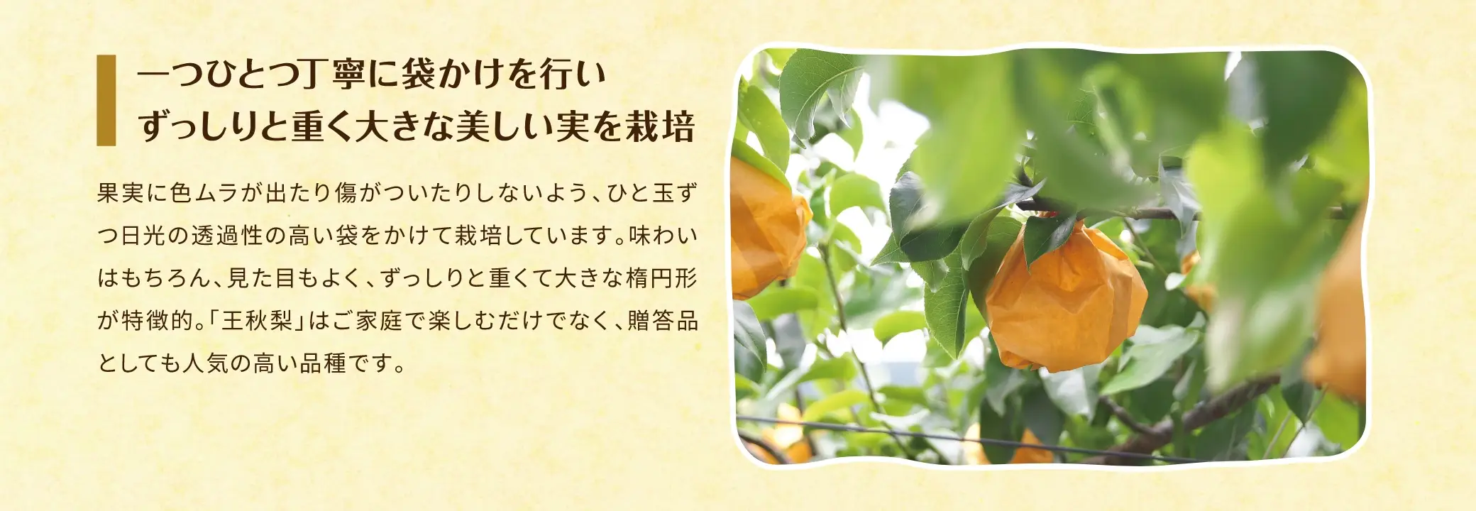 一つひとつ丁寧に袋かけを行い ずっしりと重く大きな美しい実を栽培：果実に色ムラが出たり傷がついたりしないよう、ひと玉ずつ日光の透過性の高い袋をかけて栽培しています。味わいはもちろん、見た目もよく、ずっしりと重くて大きな楕円形が特徴的。「王秋梨」はご家庭で楽しむだけでなく、贈答品としても人気の高い品種です。