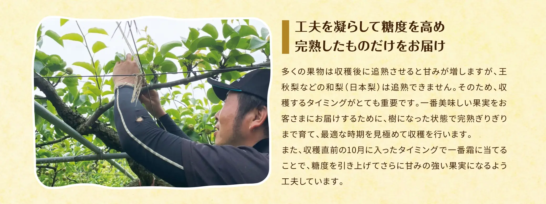 工夫を凝らして糖度を高め 完熟したものだけをお届け：多くの果物は収穫後に追熟させると甘みが増しますが、王秋梨などの和梨（日本梨）は追熟できません。そのため、収穫するタイミングがとても重要です。一番美味しい果実をお客さまにお届けするために、樹になった状態で完熟ぎりぎりまで育て、最適な時期を見極めて収穫を行います。また、収穫直前の10月に入ったタイミングで一番霜に当てることで、糖度を引き上げてさらに甘みの強い果実になるよう工夫しています。