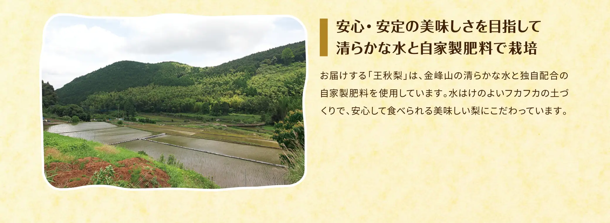 安心・安定の美味しさを目指して清らかな水と自家製肥料で栽培：お届けする「王秋梨」は、金峰山の清らかな水と独自配合の自家製肥料を使用しています。水はけのよいフカフカの土づくりで、安心して食べられる美味しい梨にこだわっています。